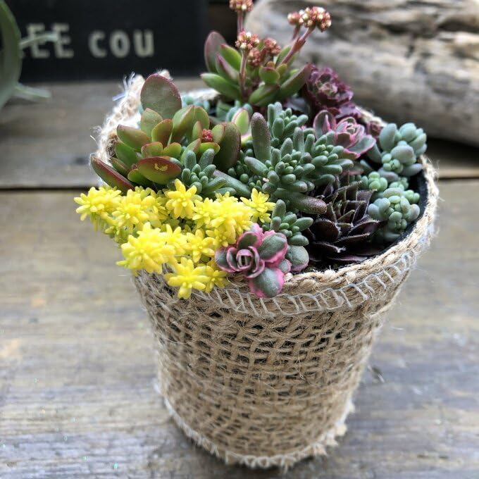 Amazon.co.jp: 寄せ植え 2.5号 セダム 多肉植物 寄せ植え